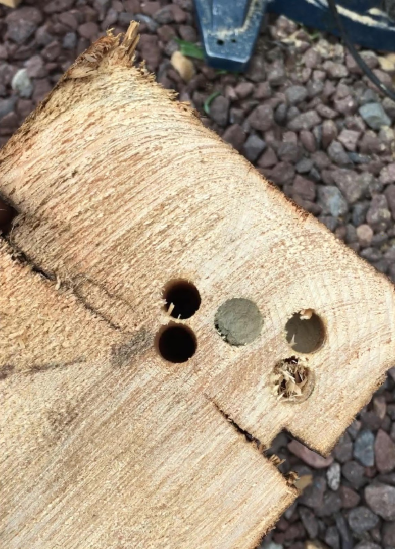 insect rot carpenter bees